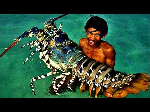 image-What is the heaviest lobster ever caught?