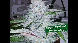 Strain Reviews with Dakine 420: White Widow