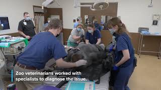 Download lagu #GorillaStory: How Do You Help a Gorilla With a Toothache? mp3