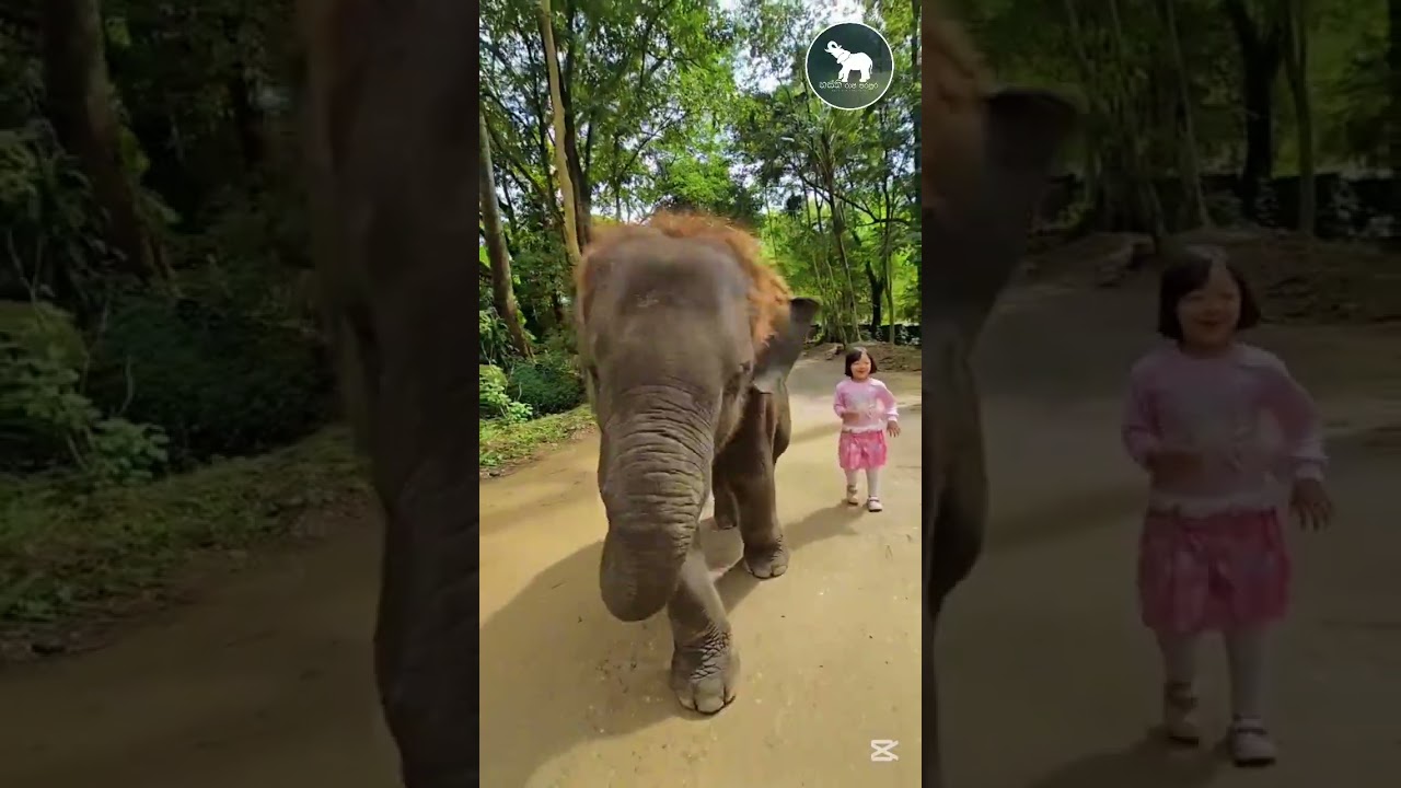 ඒ දෙන්නාගේ හුරතලේ බලන්න කෝ #elephant #animals
