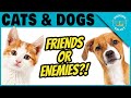 Can Cats Dogs Be Friends Jackson Galaxy