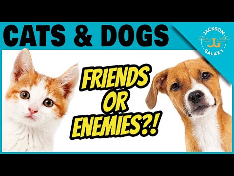 Can Cats & Dogs Be Friends? | Jackson Galaxy