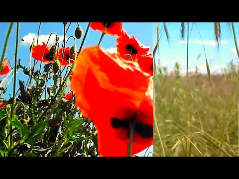 Demis Roussos, My Friend The Wind