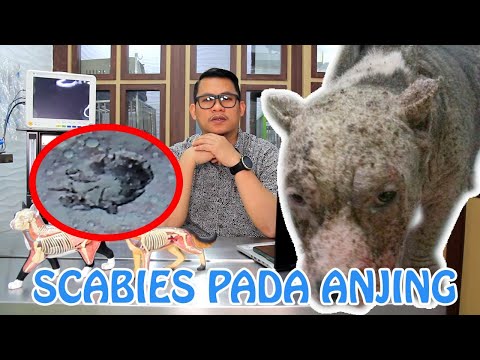 , title : 'PENGOBATAN SCABIES PADA ANJING'