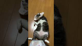 ねこがへそ天する瞬間見て