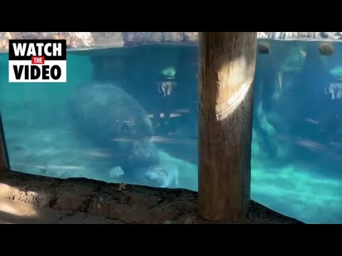 Baby hippo Fritz playfully chases big sister Fiona in Cincinnati Zoo