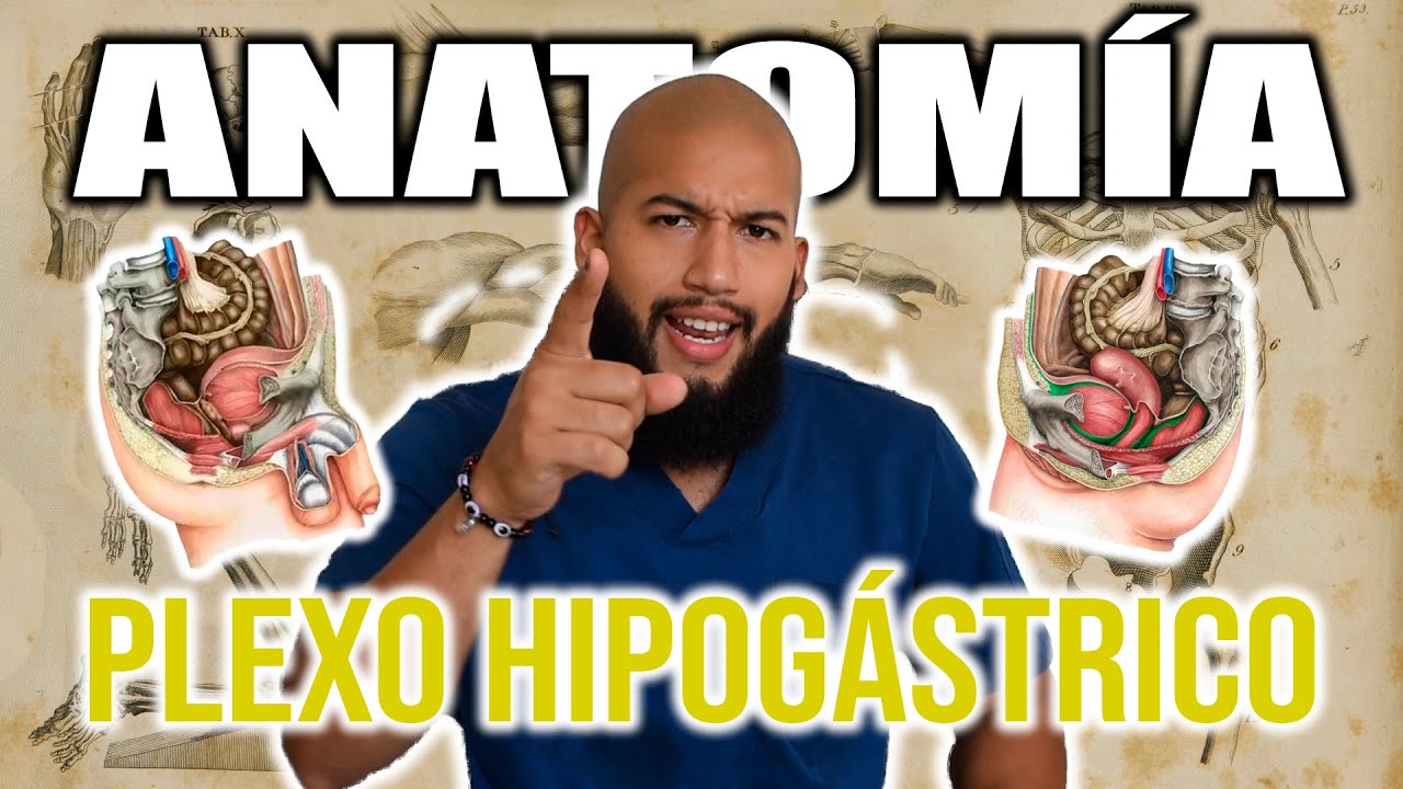 Anatomía - Plexo Hipogástrico (INERVACION DE TODAS LAS VISCERAS PELVICAS)