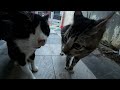 Tabby Cat Ready To Fight With Tuxedo Cat