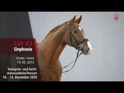 Youngster- und Zuchtstutenauktion/Dressur Lot 43 Sinphonie Stute v. Sir Heinrich - Florestan I