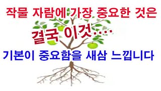 작물 자람에 가장 중요한 것은 결국 이것... 기본이 중요함을 새삼 느낍니다.(작물 재배, 작물 성장, 작물…