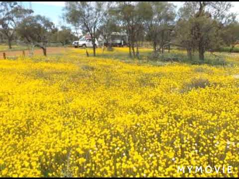 Pipunu mal kele/Nanda Pathirana/ lyrics: KDK Dharmawardhana/music Jayantha Gamage