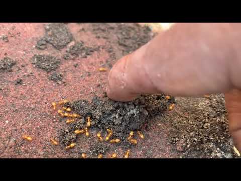 One Massive Citronella Ant Infestation in the BackYard