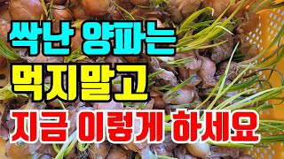 양파에 싹이 났다면 지금버리지 이렇게 해보세요 최소 3배 수확