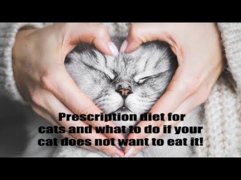 Prescription diets for cats and what to do if your cat does not want to eat it.