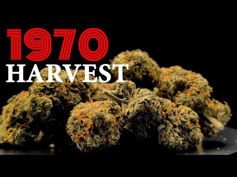 HARVESTING WEED FROM THE 1970'S & BLUEBERRY FROM DUTCH PASSION (SERIES FINALE)