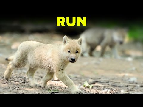 These Have Been History’s 13 Most Menacing Animals