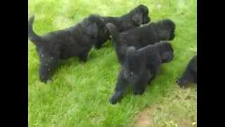 Newfie pups chase a Dachshund with the zoomies