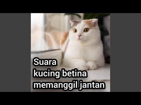 Suara Kucing Betina Memanggil Jantan (Live)