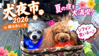 【犬夜市2026】横浜赤レンガで夏祭り！アロハ犬と食べ歩き🐶🌺グルメも最高だった！
