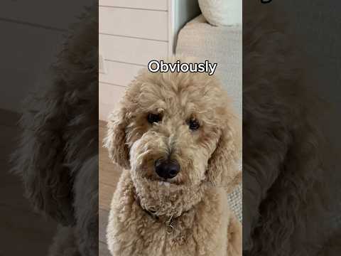 Just another morning raising fur children #dogs #dogcomedy #dayinthelife