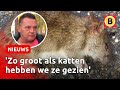 Ratten teisteren straat in Breda: ‘Bang dat kinderen worden gebeten’ | Omroep Brabant