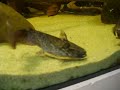 Trachelyopterus ceratophysus Trachelyopterus ceratophysus