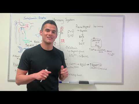 Parathyroid hormone and Calcitonin