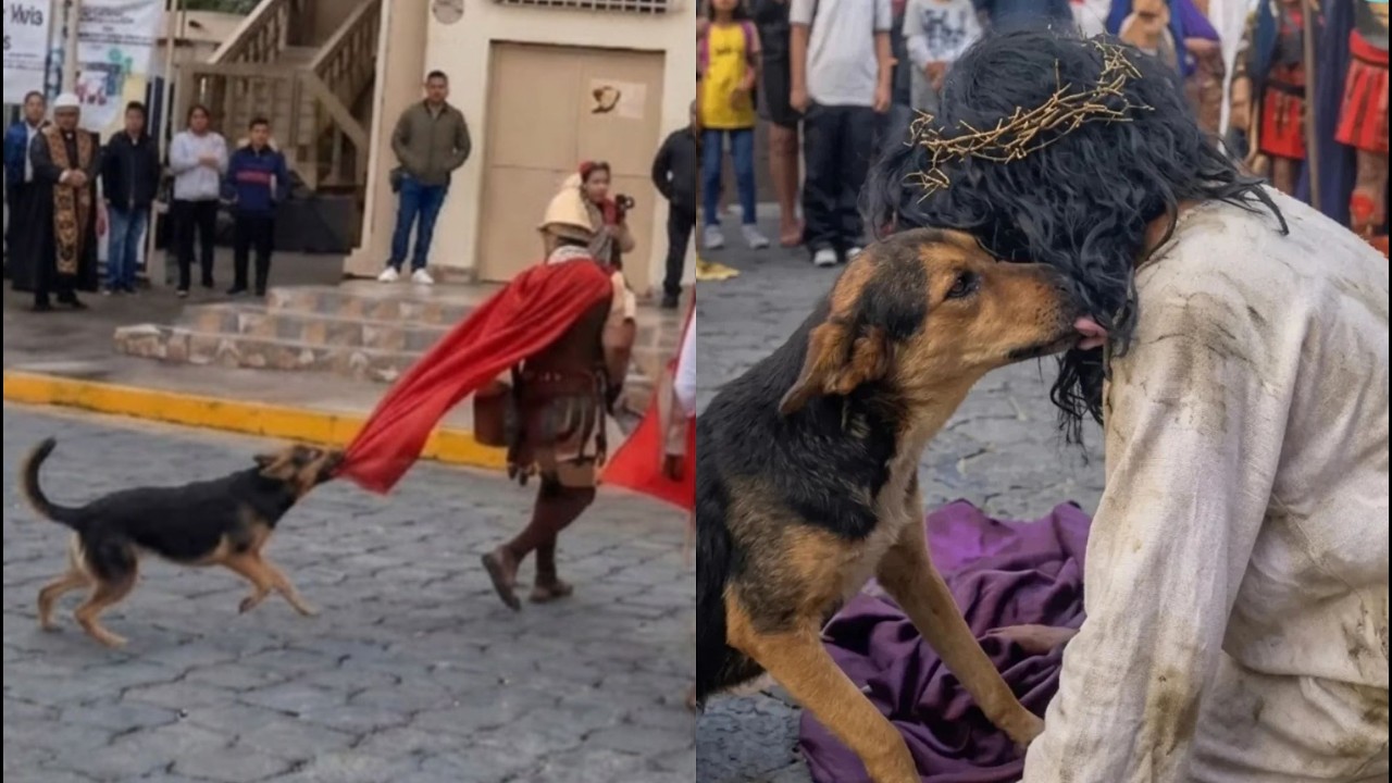 El perro que se hizo viral en Vía crucis