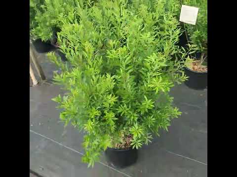 Native! Evergreen! Sun or shade!