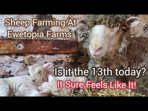 , title : 'Sheep Farming At Ewetopia Farms: Is It the 13th today? It Sure Feels Like It!|Vlog 013|2022'