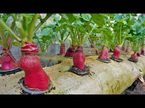 Let s grow bitter melon for your family this way it s very fruity and easy to make