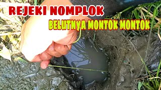 Download lagu Dapat rejeki nomplok, belut disawah ini ukuranya montok montok mp3 Download lagu Dapat rejeki nomplok, belut disawah ini ukuranya montok montok mp3