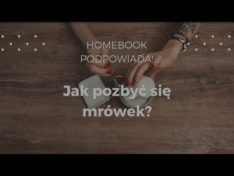 Jak skutecznie pozbyć się mrówek?