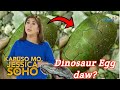 Lalaki nakatagpo daw ng Dinosaur Egg sa Ilog | Kapuso Mo, Jessica Soho: May 26, 2024 Latest Episode