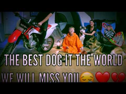 RIP Zues Atwood | Rememberance of the best dog ever!