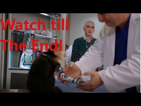 Monkey's artificial hand scene | Silicon Valley