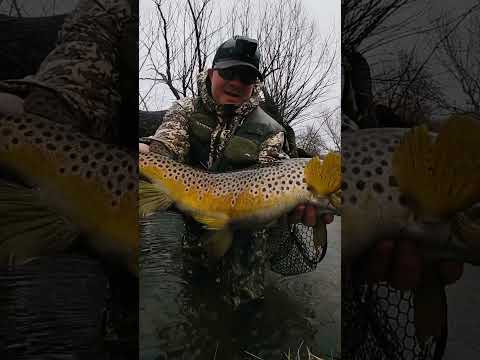 Wild Brown Trout Of My Lifetime #pb #fishing #trout