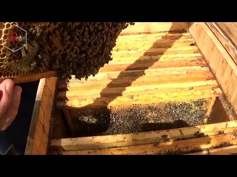 Профилактика пчелы от варроа и наземы ЕдК
