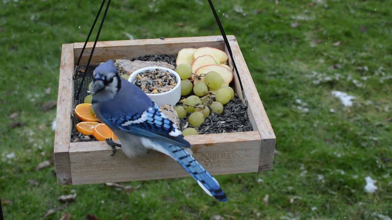 Over 100 wild bird visits in 18 minutes! DIY charcuterie board bird feeder attracts lots of birds - YouTube