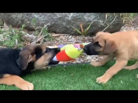 Video of adoptable pet named Zuni