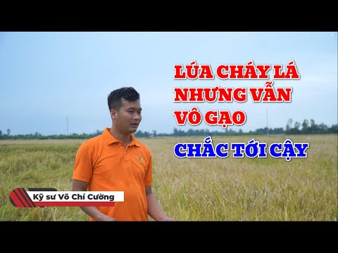 Bí Quyết Lá Lúa Bị Cháy Hết Nhưng Vẫn Vô Gạo Tới Cậy | Bảo Minh FE