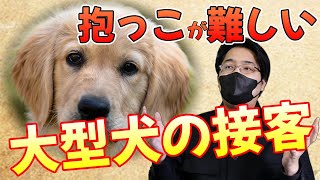 【ペットショップ接客】大型犬の接客方法