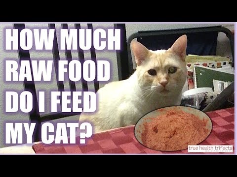 How much RAW FOOD should I feed my cat? - Portion Size Talk / Cat Lady Fitness