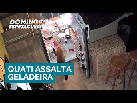 Quati entra em casa, abre geladeira na madrugada e rouba pedaço de pizza no RJ