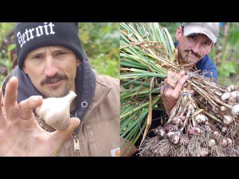 How to Grow Garlic | Plant for Success