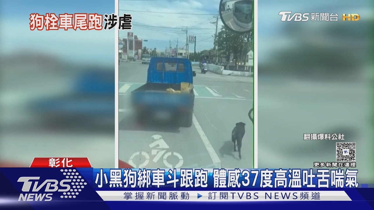 彰化飼主拴狗車外拖行！動防所急查　飼主喊：牠自己跳下車