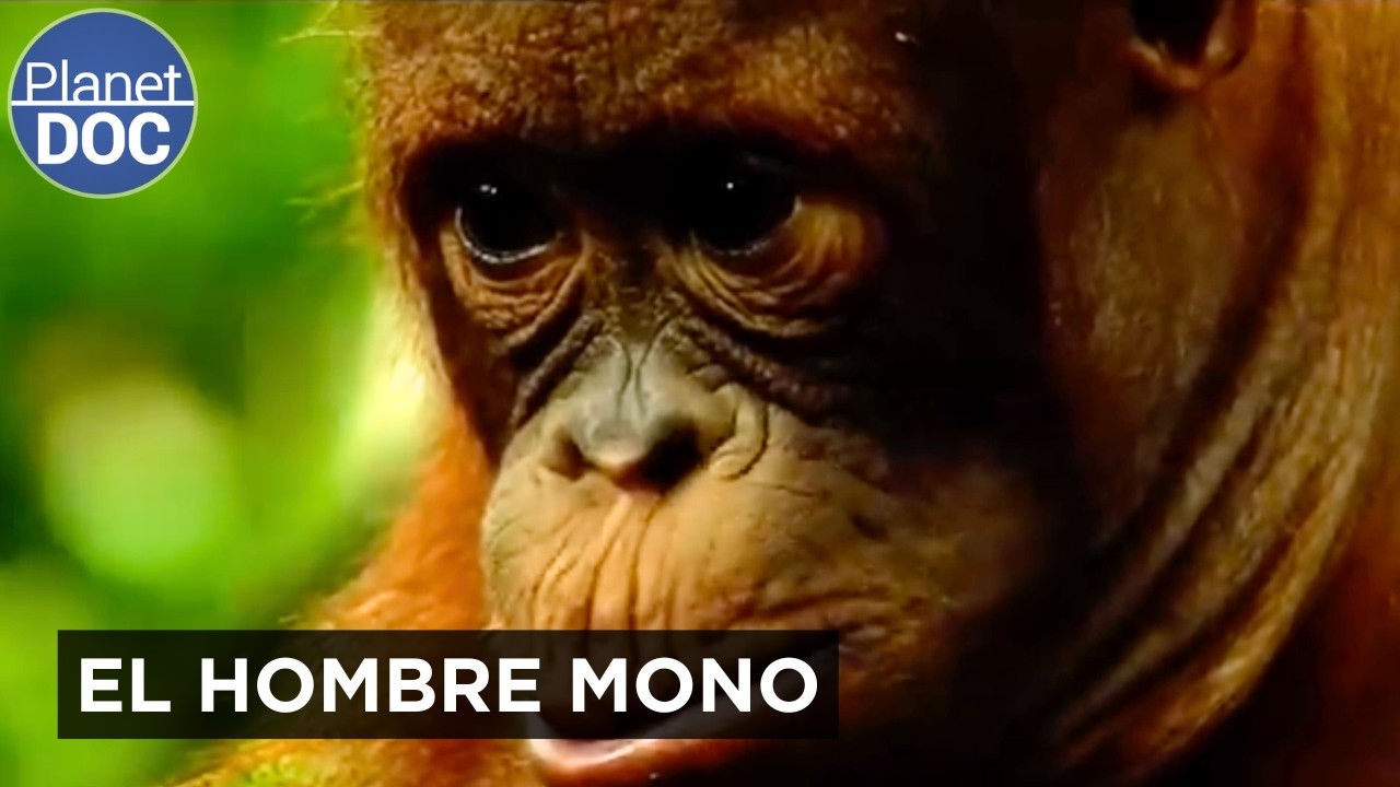 El Bosque de los Orangutanes: secretos ocultos en la Selva de Borneo | Planet DOC