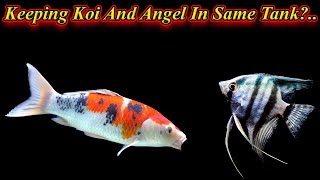 Angel And Koi மீனையும் ஒன்றாக வளர்க்கலாமா?. Water Temperature | In Same Tank?. / Fish Aquarium Tamil