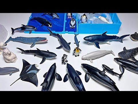 New Sea Animals - Dolphin, Orca, Shark, Whale Shark, Bowhead Whale, Manta Ray, Penguin, Polar Bear