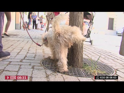 Alcobendas obligará a los dueños de los perros a limpiar sus orines de las vías públicas